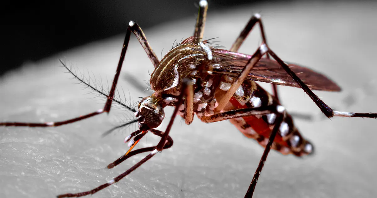 Aumento nos casos de dengue na região de Bauru preocupa cidades do centro-oeste paulista