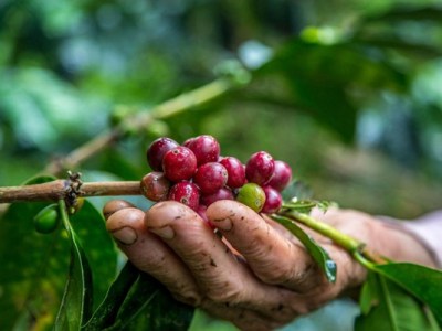 Tecnologia é alternativa para driblar as mudanças climáticas no&nbsp;campo